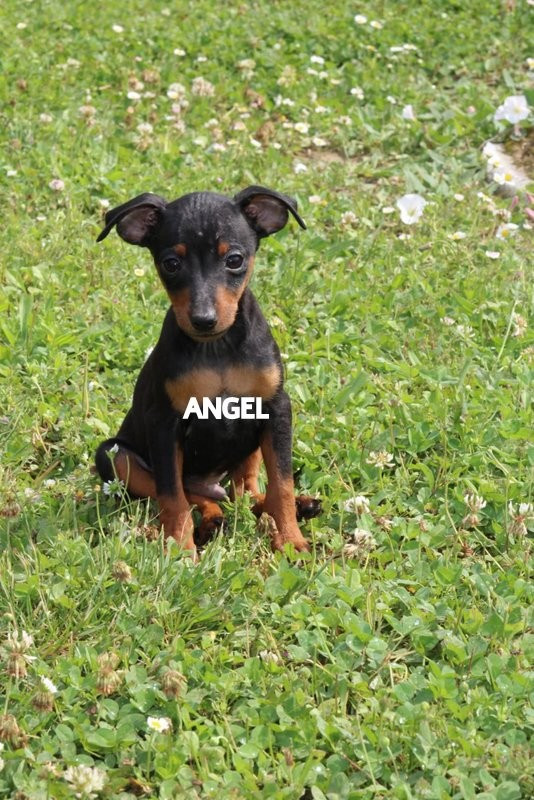 Angel Killer Angel-amaru ( Confirmé )