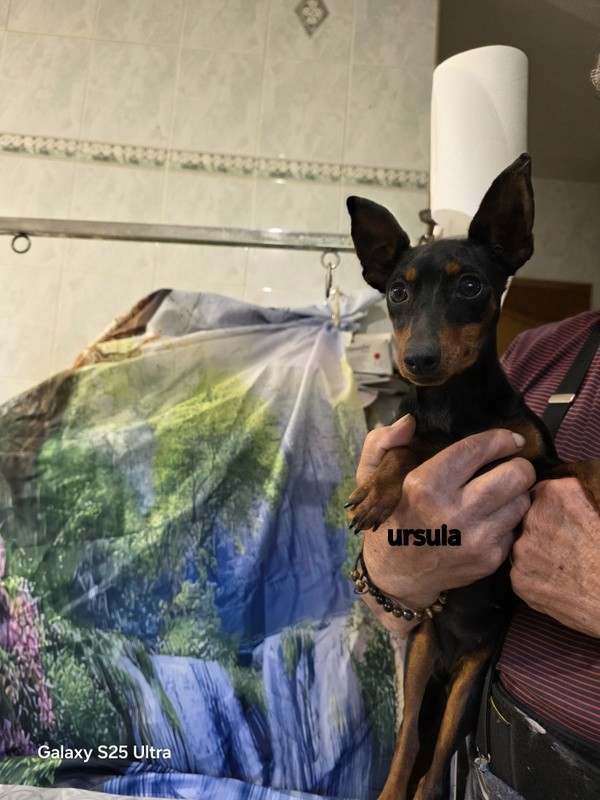 BB PINSCHER BIENTOT FIN MARS 2026