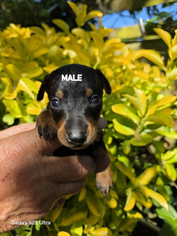 BB PINSCHER NOIR ET FEU SONT NES LE 26 03 2026