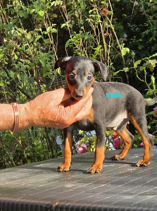 BB PINSCHER NOIR ET FEU SONT NES LE 26 03 2026